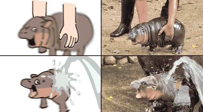 萌翻天！泰国弹跳猪侏儒小河马爆火，迷因币$Moo Deng三日暴涨6倍