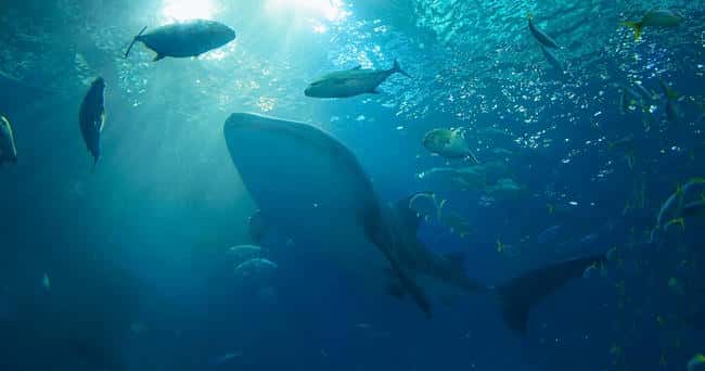 比特币巨鲸数量激增，创历史新高，超越2021年1月峰值