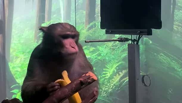 Banana：能否接力Banana：能否接力Banana：能否接力Pnut，成为新晋之星？