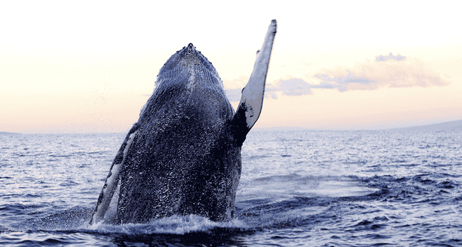 Solana链上巨鲸抛售56万SOL，币安交易量大增，一月内价格疲软