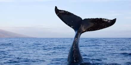 DeepSeek革命下:AI Agent代币面临重大挑战,成为潜在输家