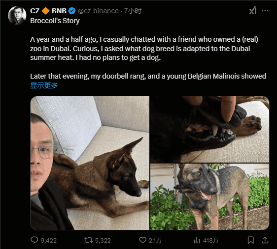 CZ爱犬Broccoli掀起链上Meme热潮，哪些加密资产值得关注？