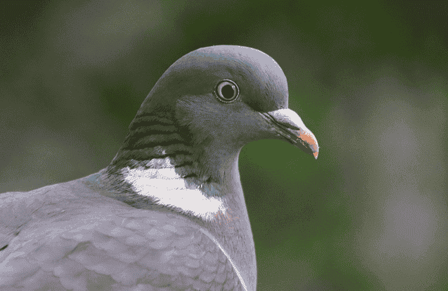 深度对话鸽子Eugene：币圈生存法则，安全第一！