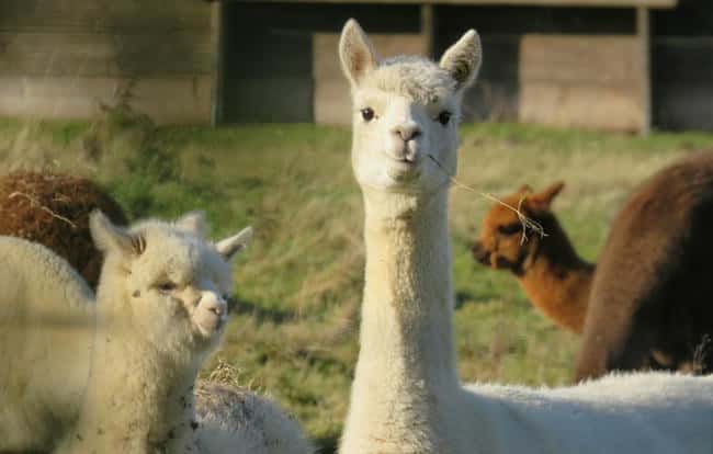 羊驼币传奇：利空竟成致富捷径？
