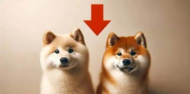 加密市场暴跌预警!比特币失守9万美元大关,狗狗币柴犬币深度下挫