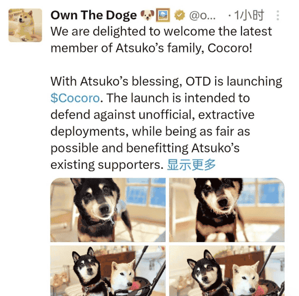 狗狗币原型主人新币Cocoro爆火，一夜狂涨6300%！下一个狗狗币传奇诞生？