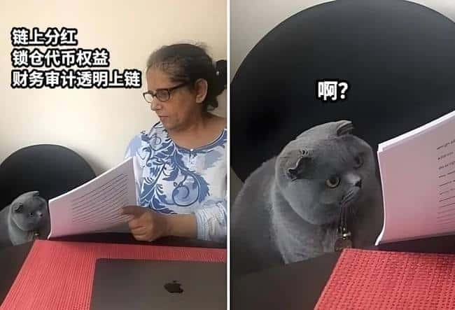 VC币陨落实录：斯坦福精英团队败北，Meme币撒钱成唯一现金流！